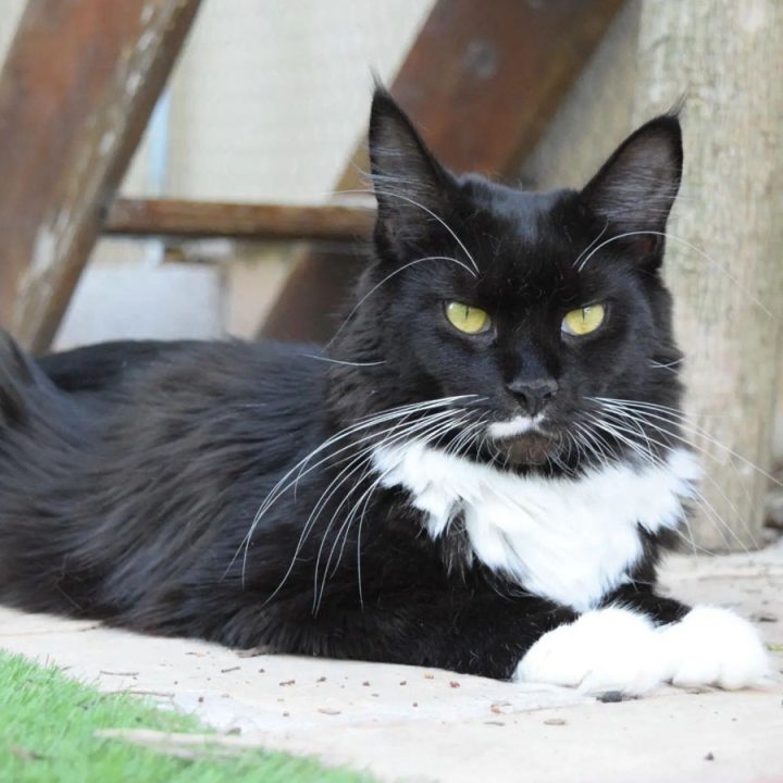 chatterie maine coons herault