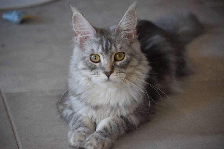 maine coon chatterie shijin no neiko elevage chat herault 001