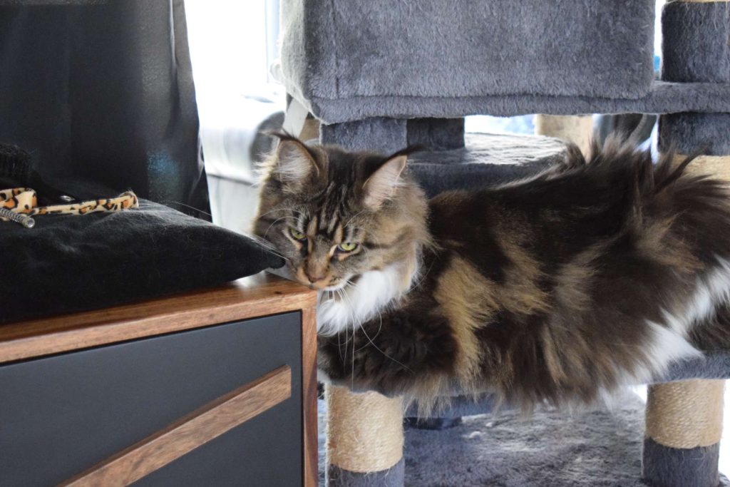 maine coon chatterie shijin no neiko elevage chat herault 022