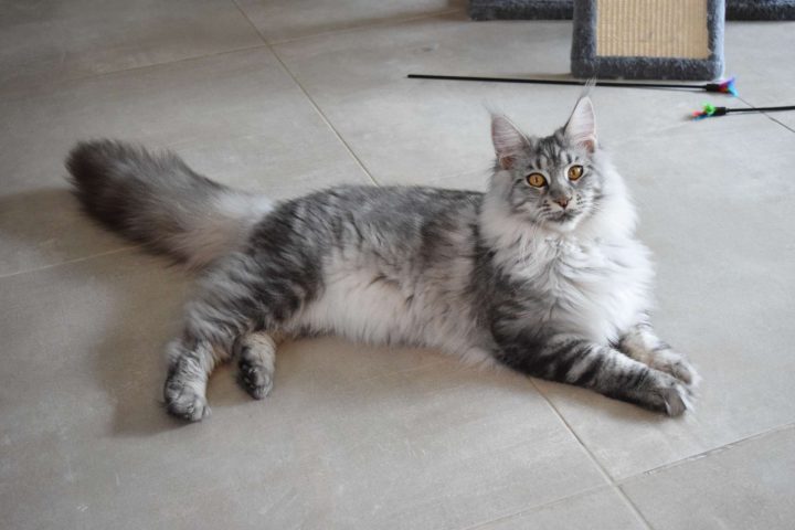 maine coon chatterie shijin no neiko elevage chat herault 026