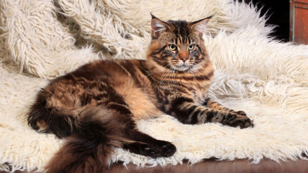 couleur main coon tigre