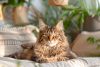 Guide complet des étapes de gestation du Maine Coon