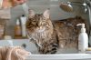 Bain pour chat : Maine coon - Tout ce que vous devez savoir