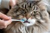 Comment brosser les dents de son chat sans stress